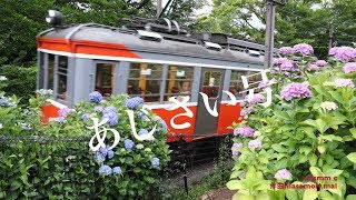 4K動画4K video　電車　箱根登山鉄道「あじさい電車」No2