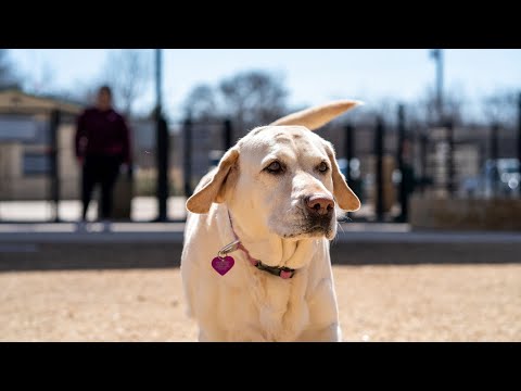 Video: Labradors heersen Supreme als meest populaire Doofy Dingus voor het 25e jaar op rij