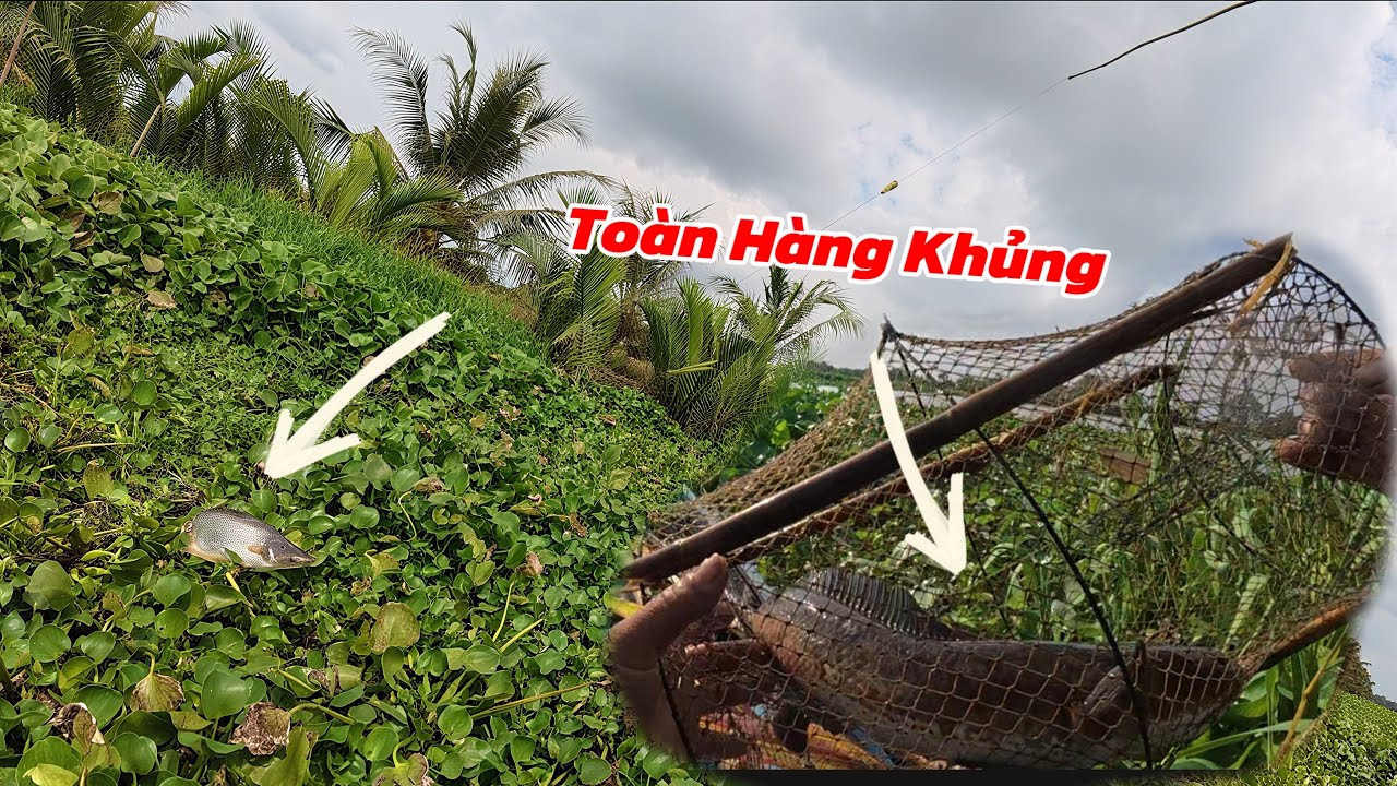 Thăm 13 Cái Lờ Hơn 5kg Cá Câu Dính Cá Tra Khủng Một Ngày Bội Thu / Định Nguyễn Hậu Giang