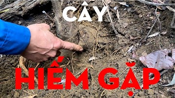 KIẾM ĐỒ NGÂM RƯỢU TẾT/TỰ THỢ RỪNG/CHIẾN BINH RỪNG XANH