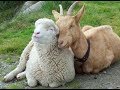 التهجين بين الأغنام والماعز .. mating between sheep and goats