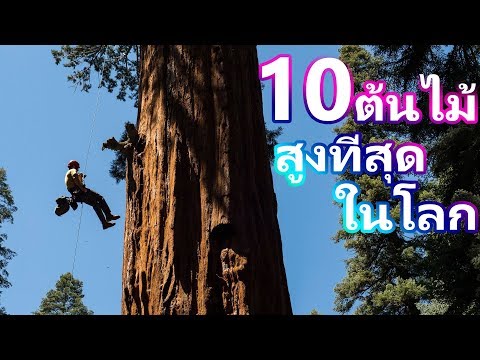 วีดีโอ: ต้นไม้ที่สูงที่สุดในโลกคือ Giant Hyperion