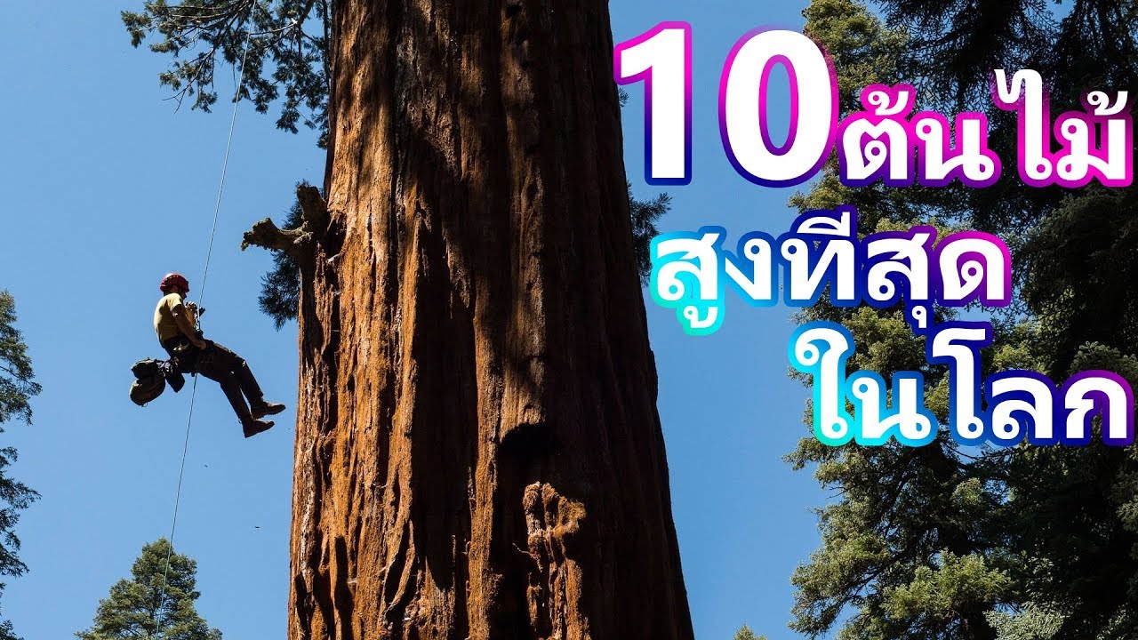 10อันดับ ต้นไม้ที่สูงที่สุดในโลก