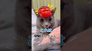A cat trying out the #ONICHA range ❤️ #onicharange #cat