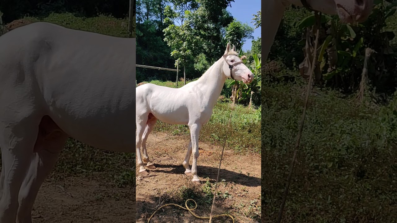 Horse for sale Kerala Calicut 9048725242 YouTube
