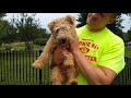 Osa & Oscar 2019 - Lakeland Terriers の動画、YouTube動画。