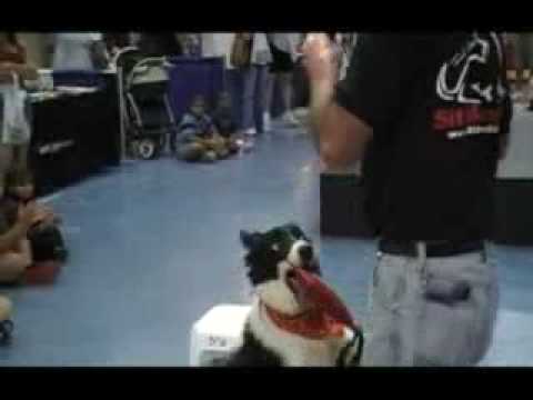 Sit Means Sit at South Florida Pet Expo