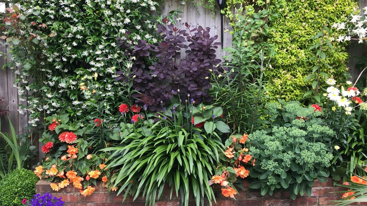 Late July small garden update 🪴🌸21/7/2024