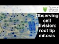 A-level core practicals: Root tip mitosis