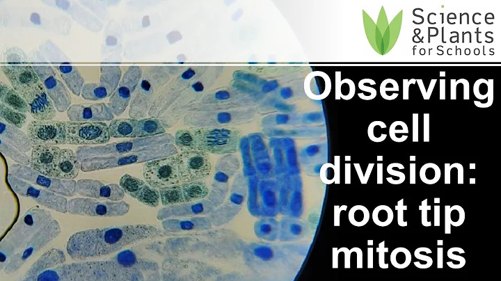 Observing cell division: root tip mitosis - A-level core practical 🧄🔬 - DayDayNews