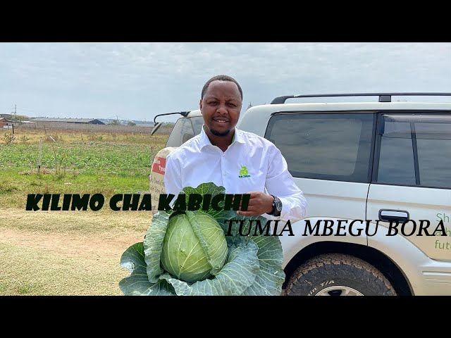 Kilimo cha Kabichi (Cabbage Farming Tanzania) Tumia mbegu bora za RIJK ZWAAN SWINGMA F1 NA TACOMA F1 class=