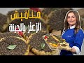 مناقيش الزعتر بالجبنة وسر العجينة القطنية مع الشيف علا طاشمان 