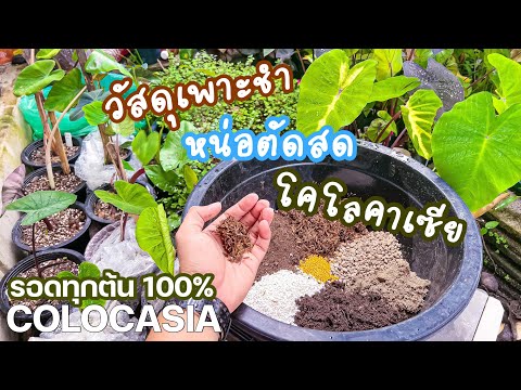 ชำอย่างไร-หน่อตัดสด-โคโลคาเซีย