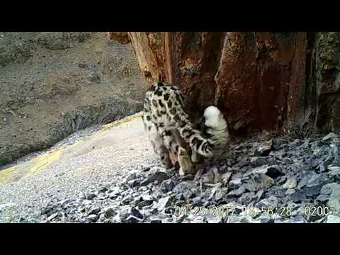 Snow Leopard Cubs Caught on Camera | WCS & Panthera - Snow Leopard Cubs Caught on Camera | WCS & Panthera