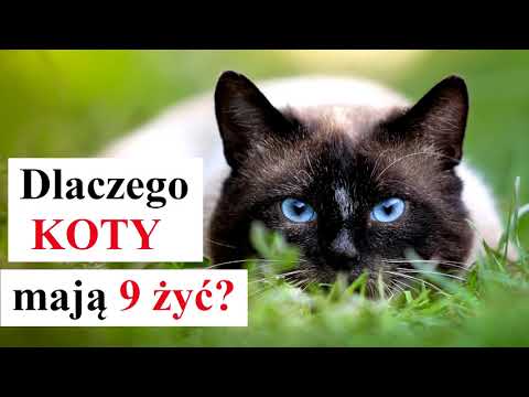 Dlaczego KOTY mają