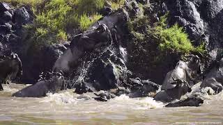 Great migration river crossing at Masai Mara, Part I. #migration #masaimara #kenya