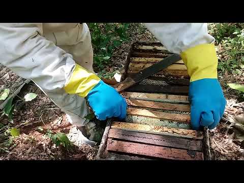 Vídeo: O Que Fazer Se Sua Colônia De Abelhas For Atacada Para Roubar Mel