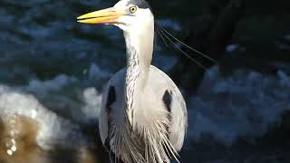 Great Blue Heron at Bay Swimming San Francisco Maritime National Historical Park