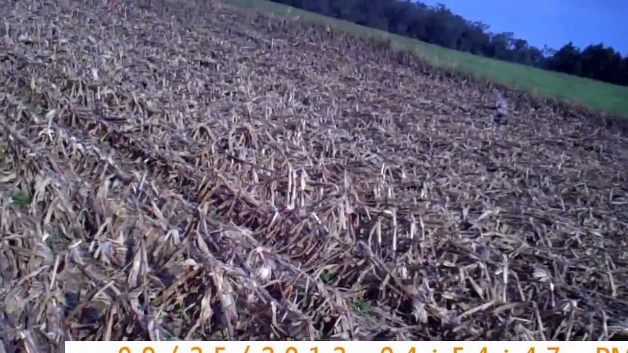 2012925Dove Hunt Sunflowers YouTube