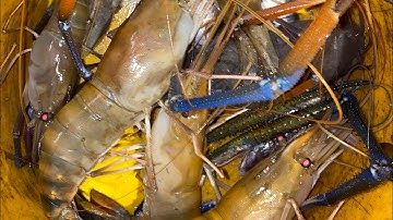 Tập 154: kế hoạch câu cá ngát, nhưng kết quả thì tôm càng, bơi gần 3km, dính trận mưa lớn