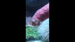 Pink sea cucumber in the softie reef tank.