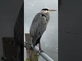 #reiger #heron om the lookout #birds #amsterdamse bos #amsterdam #nederland #netherlands