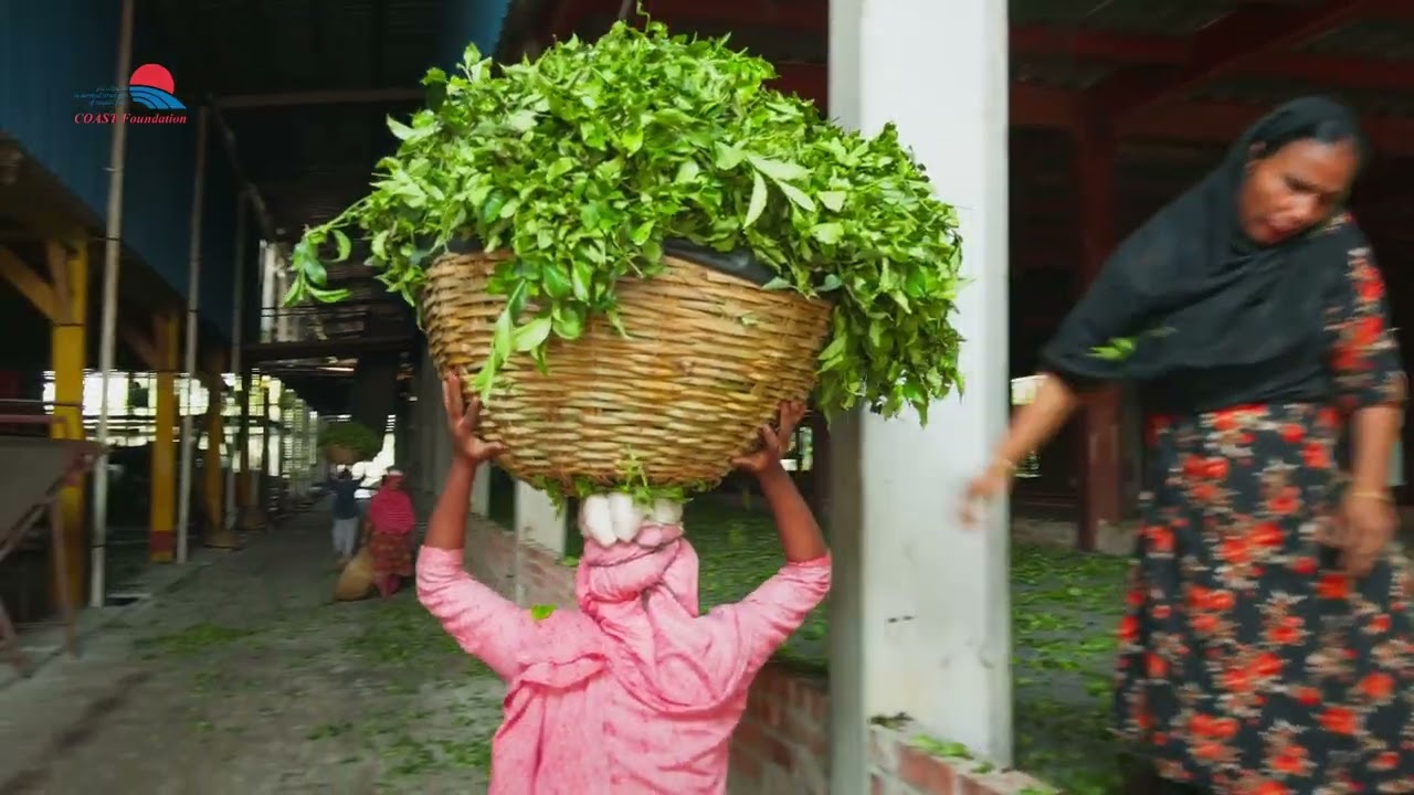 Tea Production of the Panchagarh Tea Production Somobay Samity Limited (Bangladesh)