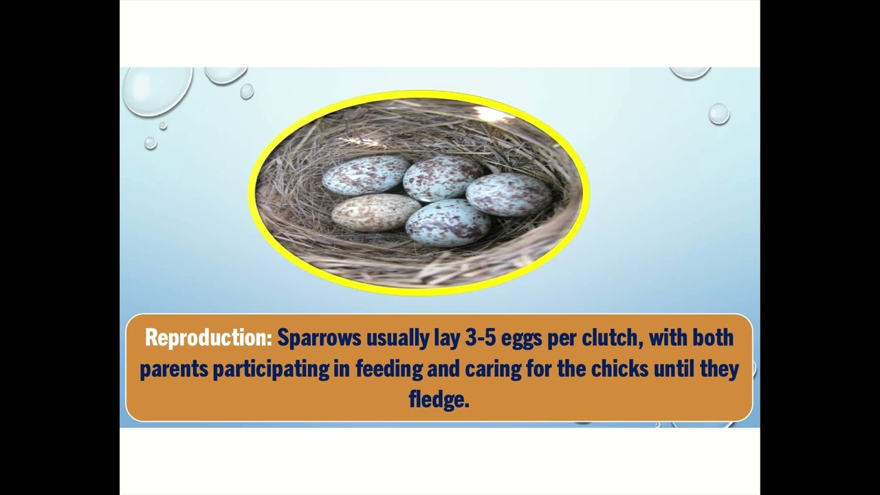 🕊️ Meet the Chirpy Sparrow! | Fun Facts for Kids 🕊️