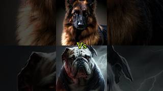 Tibetan Mastiff VS Alabai VS Bulldog VS rottweiler