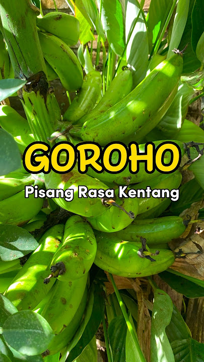 Pisang rasa kentang dicocol sambal 😋 #goroho #manado