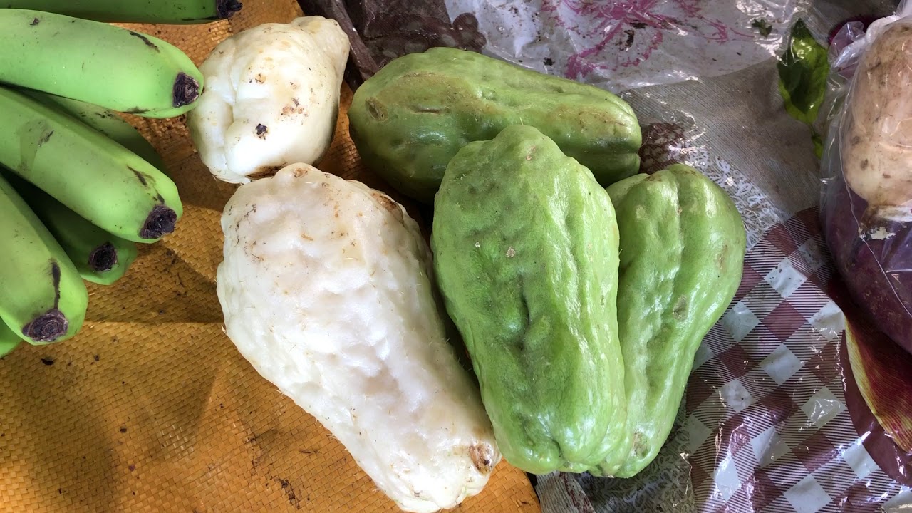 Chayote (Sechium edule), also known as mirliton squash (Gourd Family) YouTube