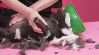 Cat Grooming Lion Trim by Groom Haüs 322 views 1 month ago 1 minute, 25 seconds