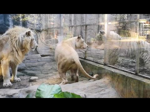 Video: Hoe Leeft De Leeuwenfamilie?
