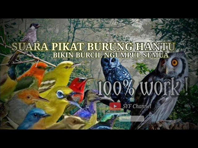 Suara Pikat Burung Hantu Ribut || Segala Jenis Burung Emosi Dengar Ini Langsung Lengket ! class=