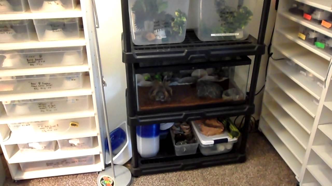 reptile room hayward california Gecko Room Update