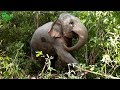 Elephant gets saved from hunters by wildlife team (part 1).