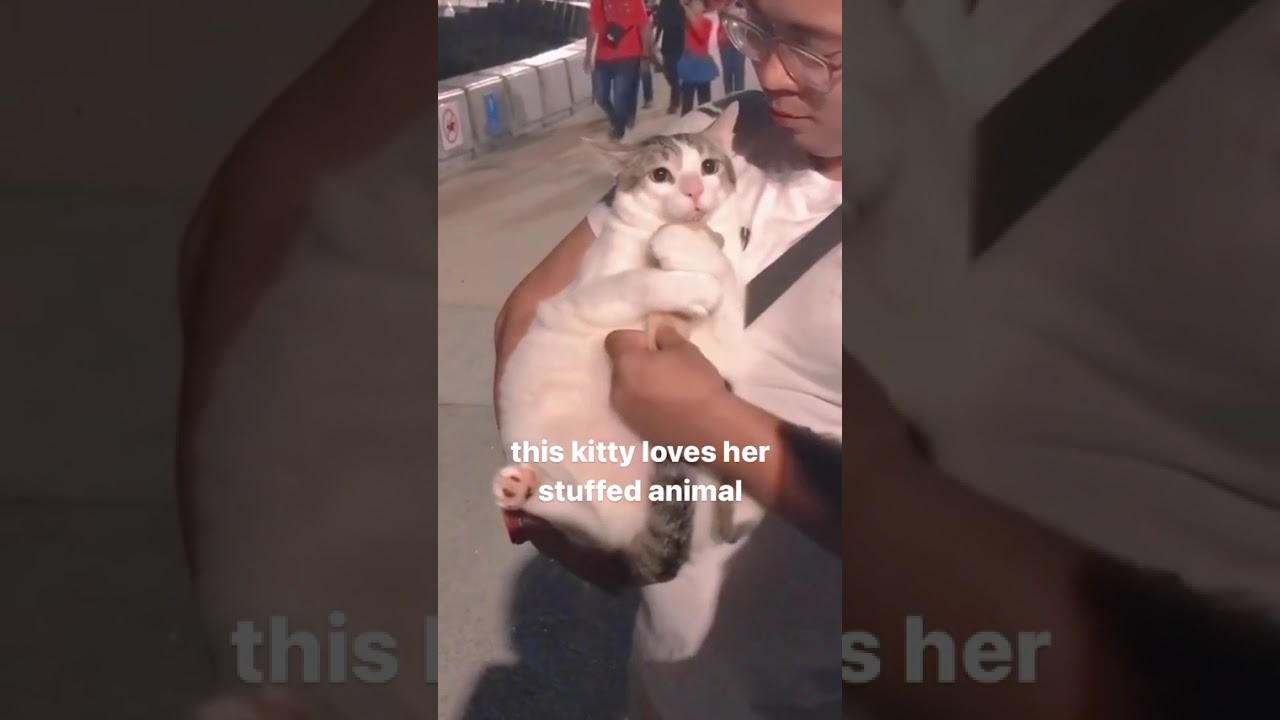 “that’s mine”

-
-
-
- credit: 51c001 [tiktok] (dm for credit/removal)
tags:
