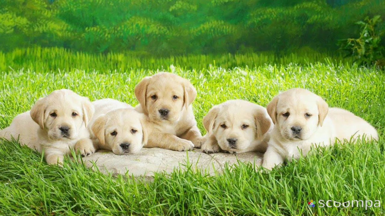 Süße Hunde Bilder - YouTube