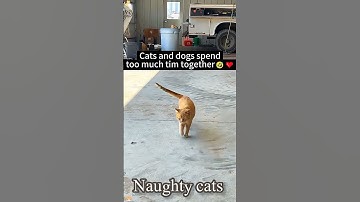 Naughty Cats Being Funny 😂 | Try Not To Laugh Challenge | Funny Cat Videos 2025#catvideos