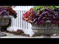 I Planted an Over-the-Top Heuchera Planter! 😆🙌💚// Garden Answer