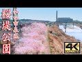 【おうちでお花見 2021】桜堤公園 (仙台市泉区) ～ 宮城にも桜が咲きました～ SORATABI