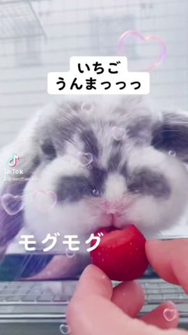 うんまっ!うさぎが夢中にいちごを食べた