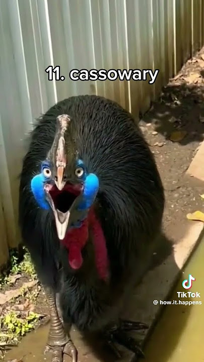 15 Suara Burung Paling Menakutkan 🕊🕊🦅🦅🐦🐦
