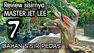 BAHANAN BONSAI SISIR TUA BERKARAKTER DI RUMAH MASTER JET LEE ‼ PAK BAGYO