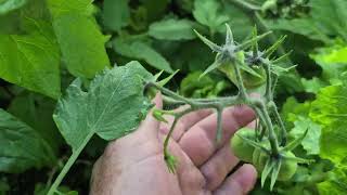 irrigating a raised bed for tomatoes