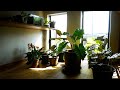 うわ.ラボにある植物達
