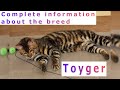 Toyger. Pros and Cons, Price, How to choose, Facts, Care, History の動画、YouTube動画。