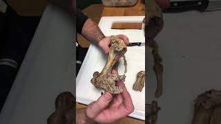 Hegeabschuss Teil 2. Laufkranker Keiler An Der Kirrung Geschossen.