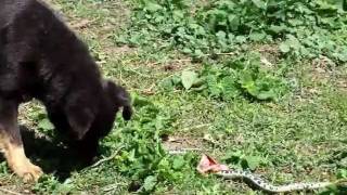 Змија И Малиша