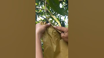 Hướng dẫn bọc trái xoài #xoài #tuibocxoai